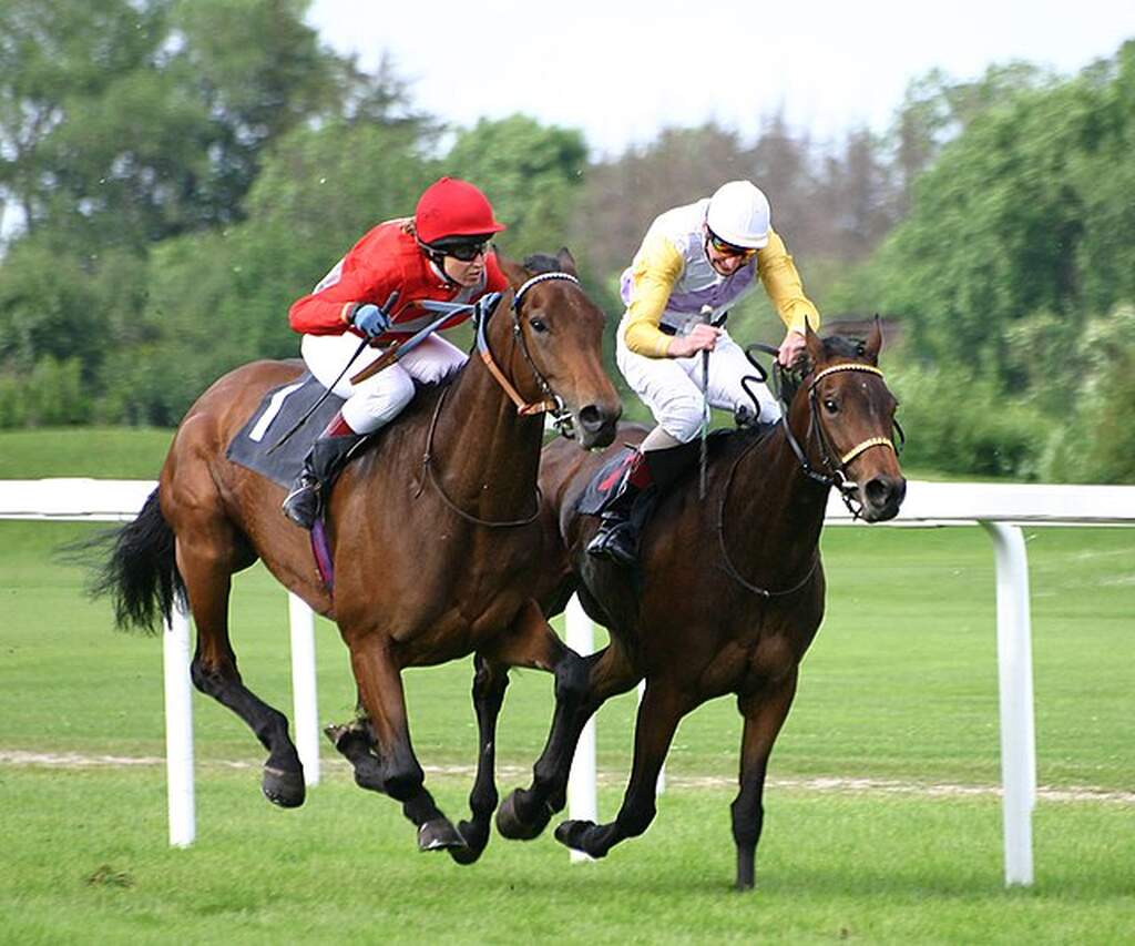 Imagem de dois atletas de hipismo com seus cavalos